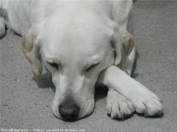 Photo de Labrador retriever