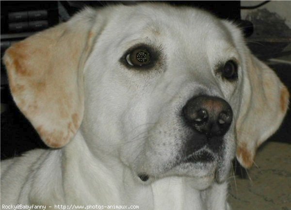 Photo de Labrador retriever