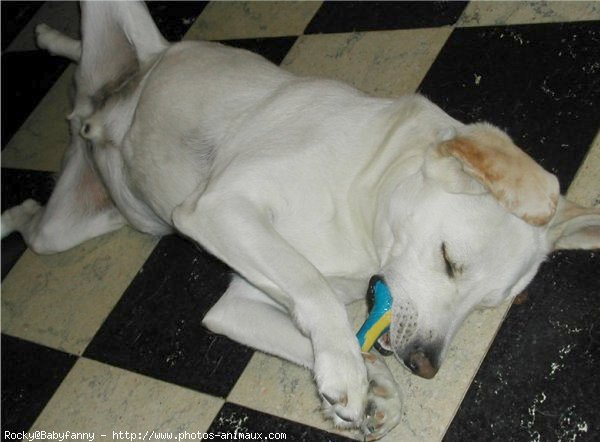 Photo de Labrador retriever