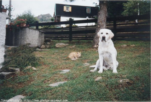 Photo de Labrador retriever