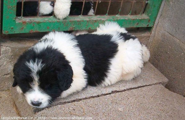 Photo de Landseer (type continental europen)