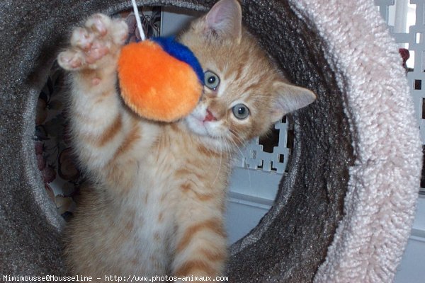 Photo de Chat domestique