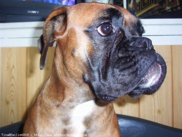 Photo de Boxer