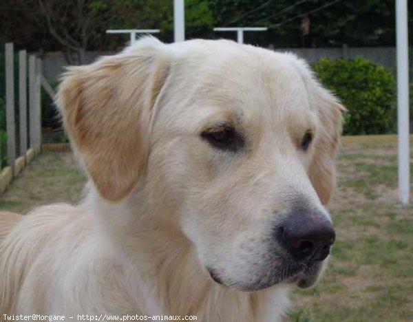 Photo de Golden retriever