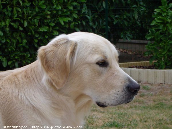 Photo de Golden retriever