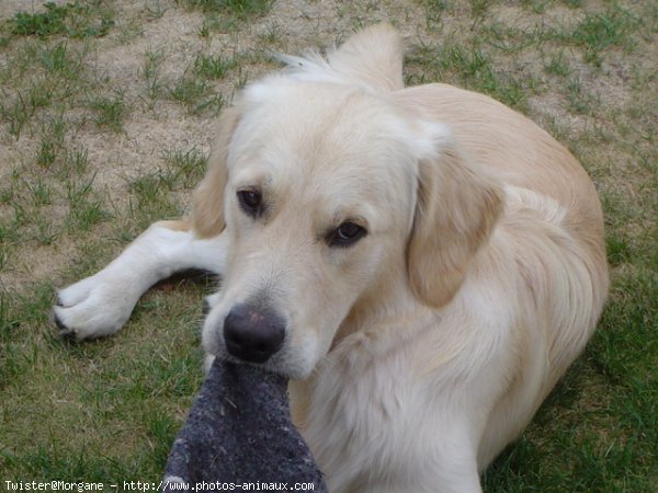 Photo de Golden retriever