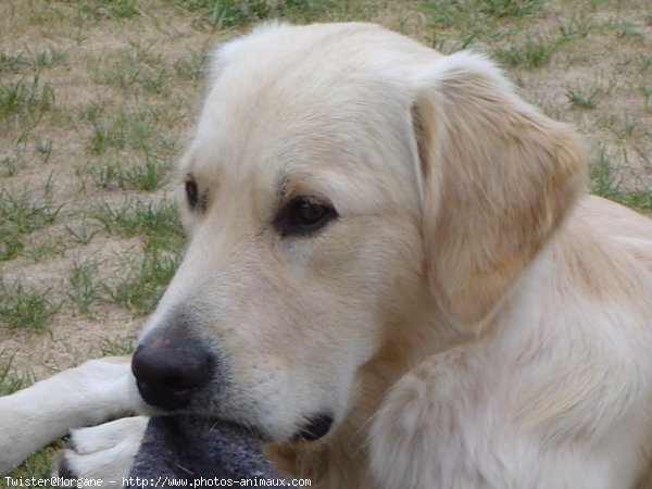 Photo de Golden retriever