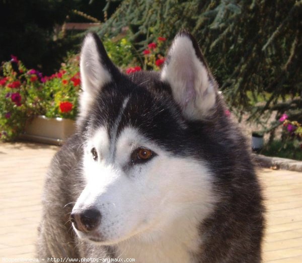 Photo de Husky siberien