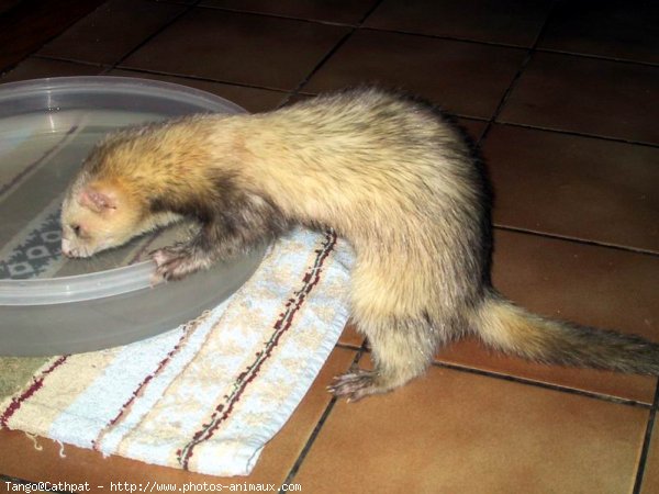 Photo de Furet