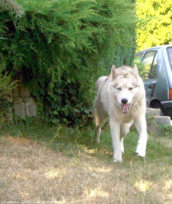 Photo de Husky siberien