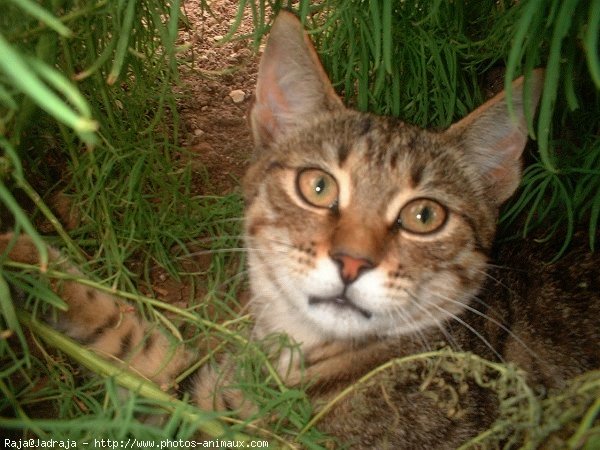 Photo de Chat domestique