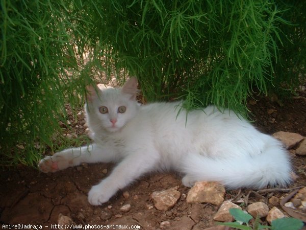 Photo de Chat domestique