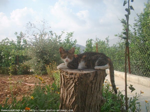 Photo de Chat domestique