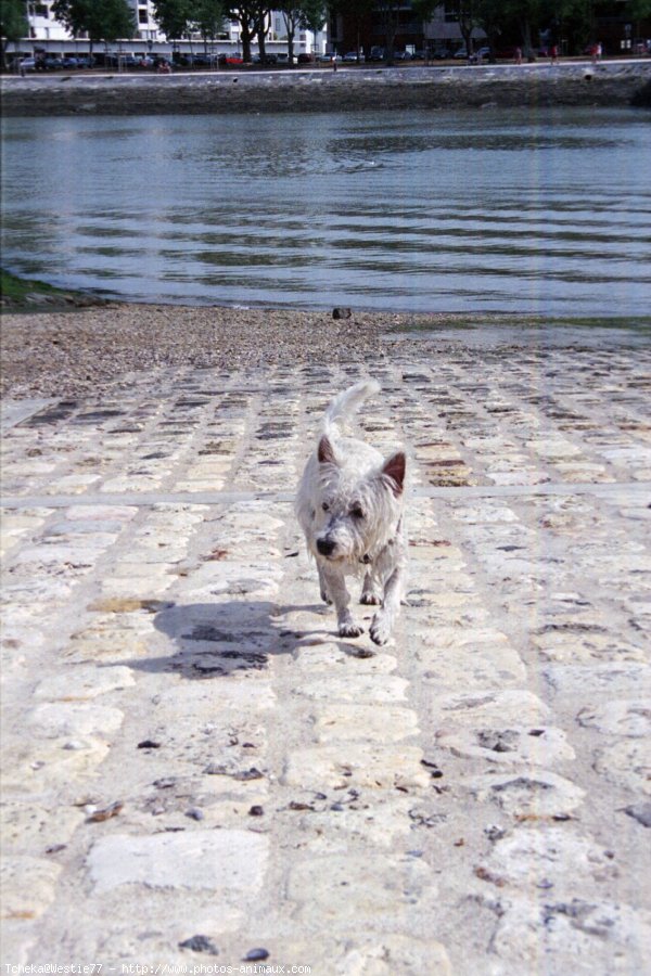 Photo de West highland white terrier