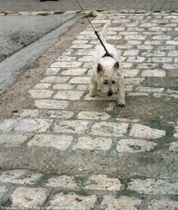 Photo de West highland white terrier