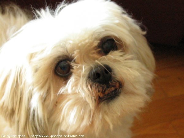 Photo de Shih tzu