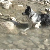 Photo de Border collie