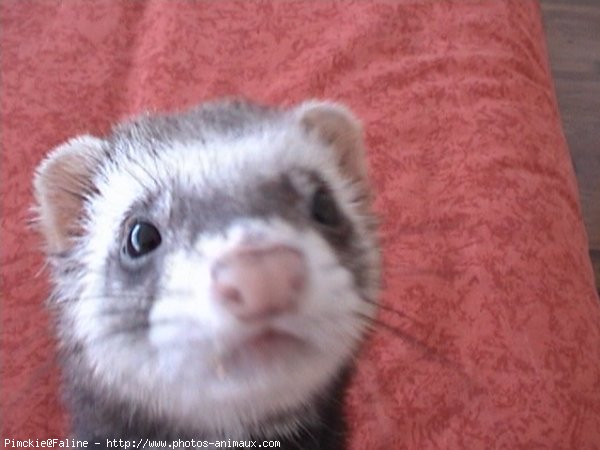 Photo de Furet