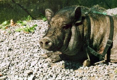 Photo de Cochon