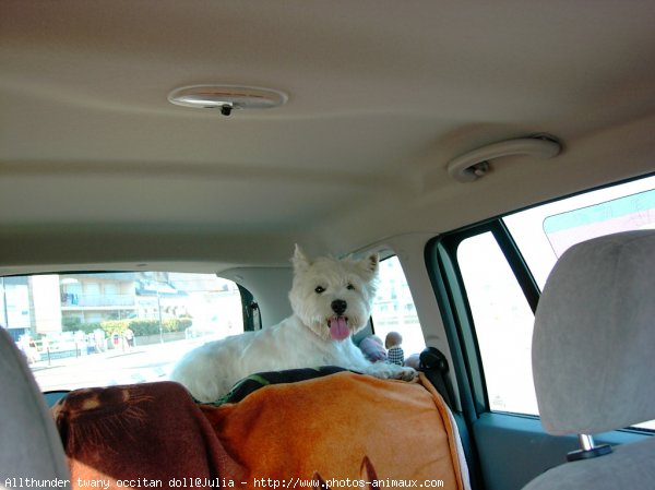 Photo de West highland white terrier