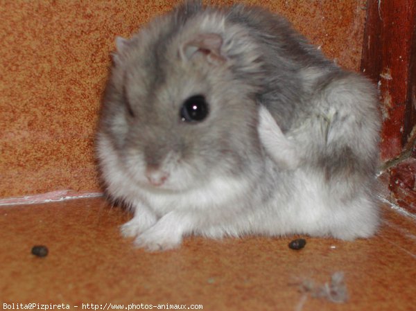 Photo de Hamster