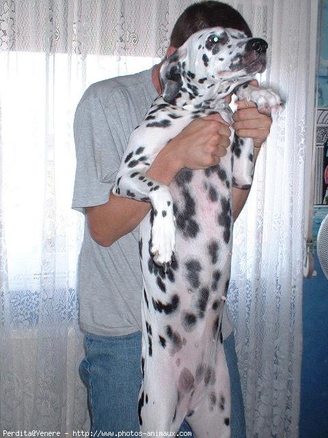 Photo de Dalmatien