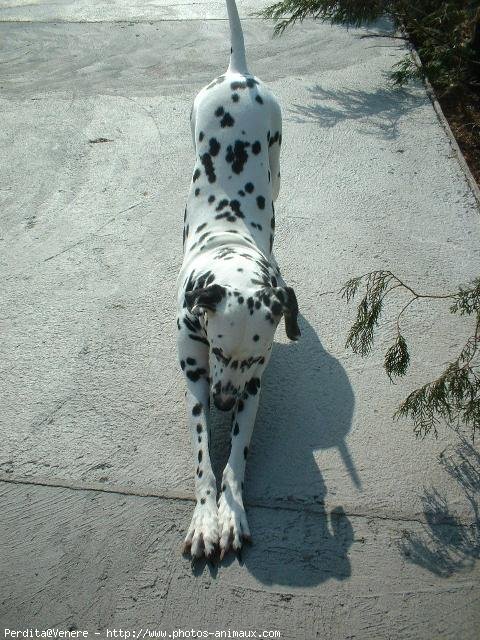 Photo de Dalmatien