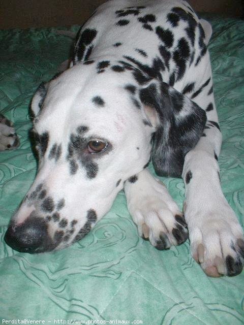 Photo de Dalmatien