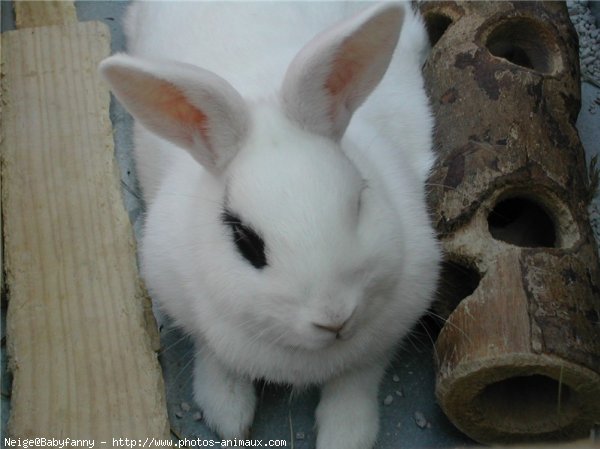 Photo de Lapin