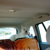 Photo de West highland white terrier