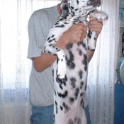 Photo de Dalmatien