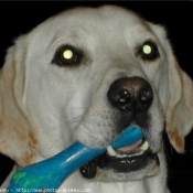 Photo de Labrador retriever