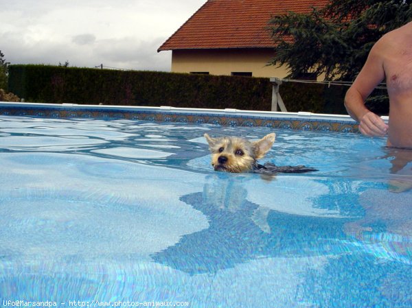 Photo de Yorkshire terrier