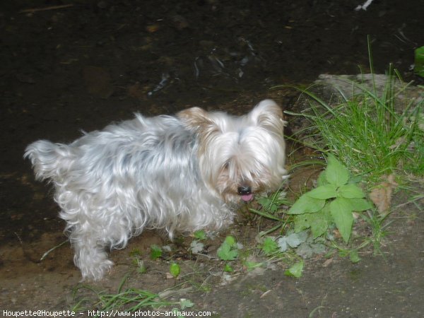 Photo de Yorkshire terrier