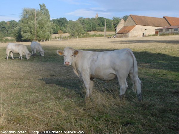 Photo de Vache