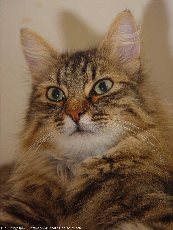 Photo de Maine coon