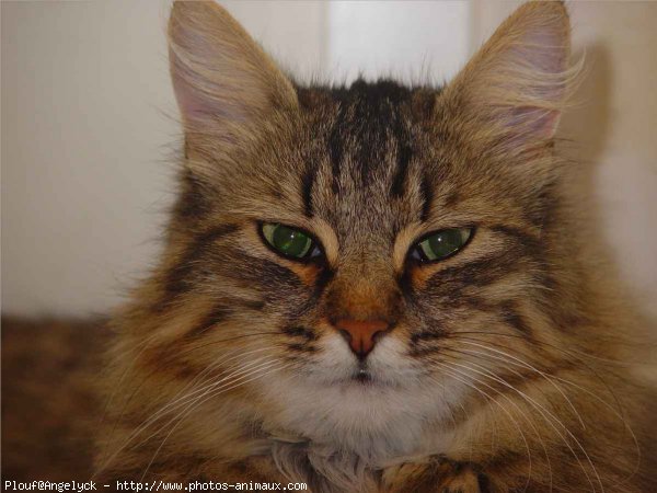 Photo de Maine coon