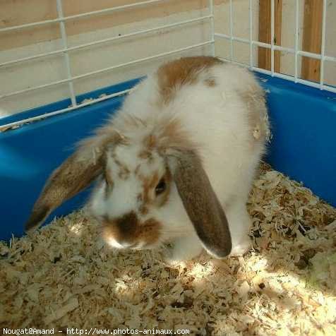 Photo de Lapin