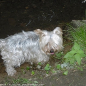 Photo de Yorkshire terrier