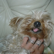 Photo de Yorkshire terrier