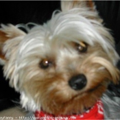 Photo de Yorkshire terrier