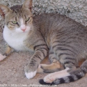 Photo de Chat domestique