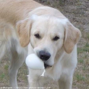 Photo de Golden retriever