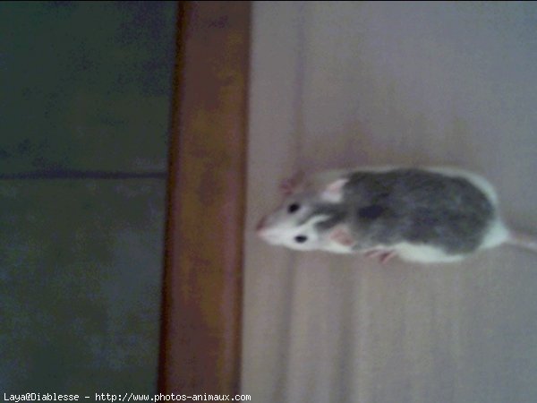 Photo de Rat