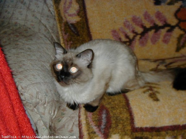 Photo de Sacr de birmanie