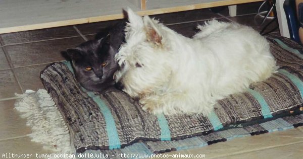 Photo de West highland white terrier