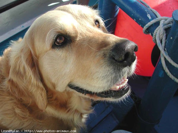 Photo de Golden retriever