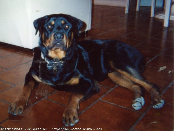 Photo de Rottweiler