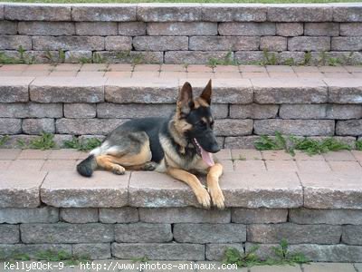 Photo de Berger allemand  poil court