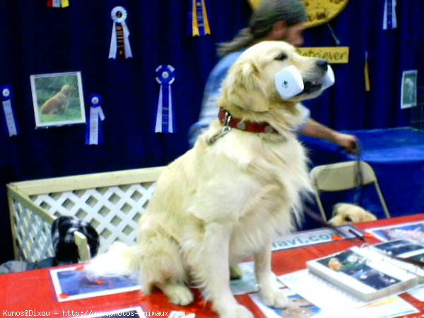 Photo de Golden retriever